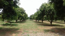 Mango Garden For Sale in Bangalore National Highway