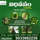 Agarwood Plantations in Palnadu District Nidhivanam